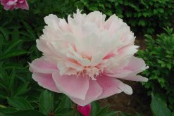 芍藥花期，芍藥花的開花時間是5-6月"