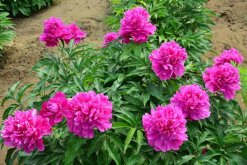 冬天芍藥花養(yǎng)護方法，芍藥花冬季養(yǎng)殖6大要點