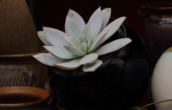 寶石花有哪些功效，美容養顏治便秘"