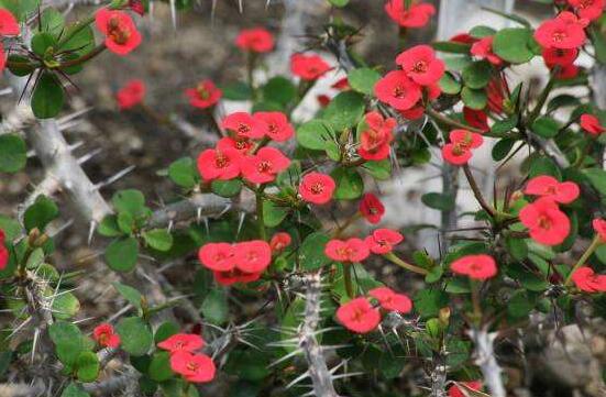 虎刺梅花期多少天，一年四季均可開花(養殖得當)"