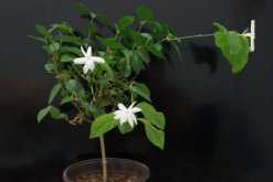 茉莉花葉子發黑怎么回事，最常見3種原因及處理方法"