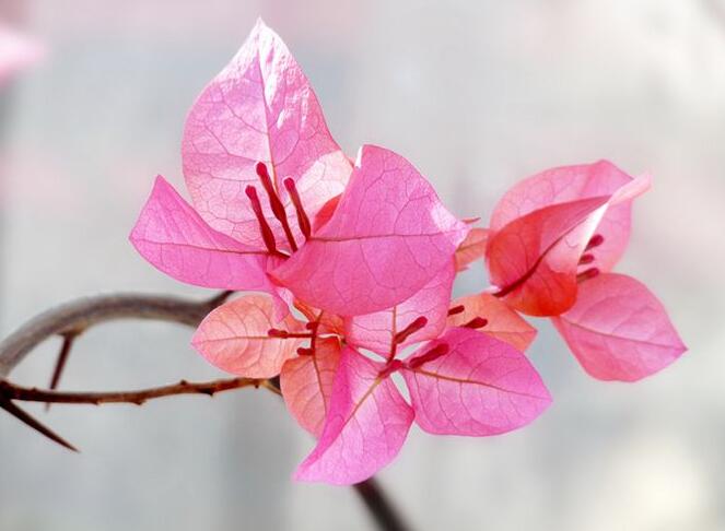 三角梅的花期，養殖技巧得當可全年開花"