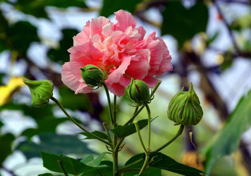 木芙蓉花的花語和傳說，寓意著平凡中的高潔"