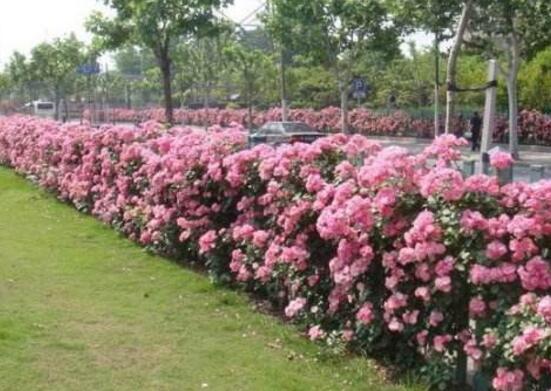 薔薇花的種類，薔薇花最受歡迎八大品種"