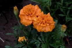菊花花苗怎么上盆，春秋季節上盆成活率最高"