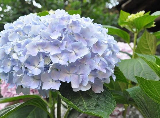 繡球花花期多久，花開花謝持續25天(6-8月開花)"