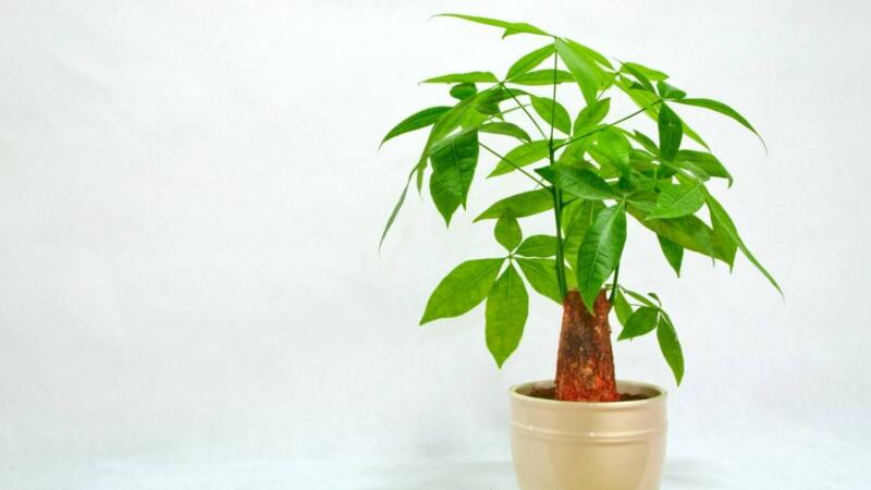 發(fā)財樹怎么澆水