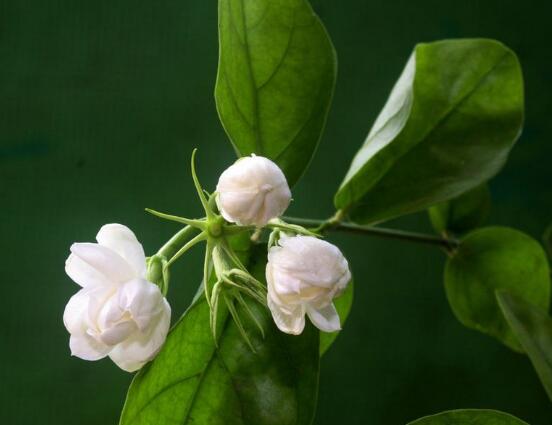 茉莉花怎么修剪，茉莉花修剪方法"