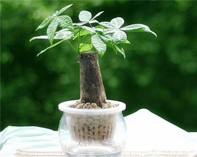 發財樹的修剪方法之水培花卉修剪與摘心方法"