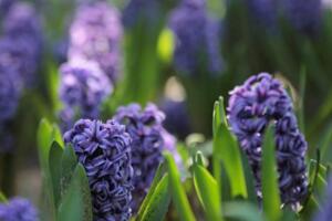 風信子一年開幾次花，開一次花在每年2~3月之間"