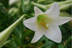 百合花一年開幾次花期，一年可以開花兩次"