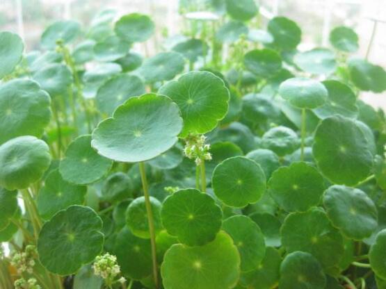 銅錢草怎么澆水，最適水溫22-28度"