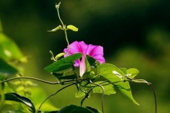 牽牛花陽臺種植方法，牽牛花的種植步驟詳解