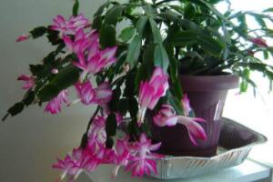 蟹爪蘭不開(kāi)花的原因，蟹爪蘭怎么修剪開(kāi)花多"