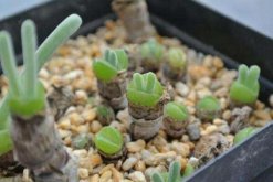 碧光環播種多久能長大，種后一星期發芽四個月長大"