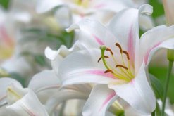 百合花怎么養殖,百合花的四大養殖技巧"