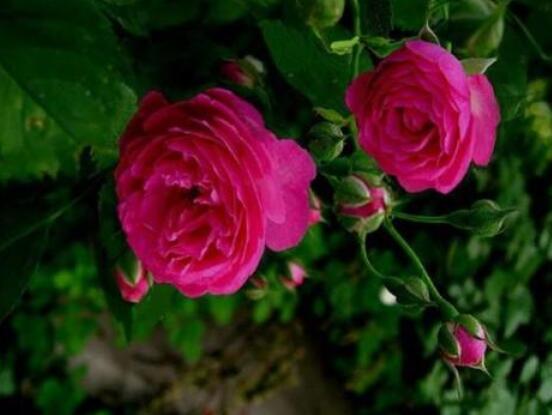 薔薇花種子種植方法，老農總結最簡單實用五種要點"