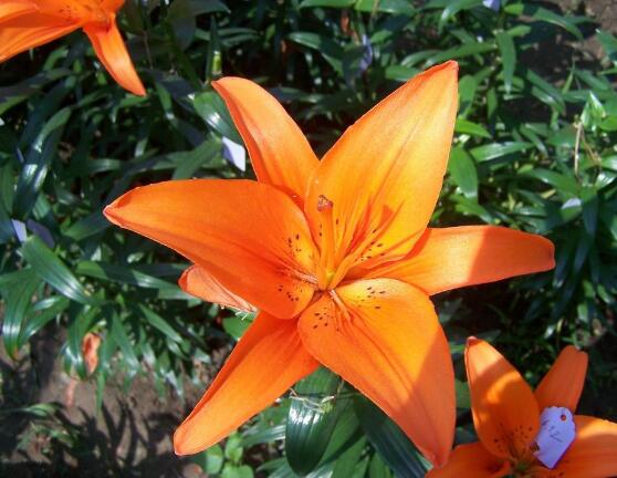 百合花種子怎么繁殖，播種繁殖存活率最高(養殖三年開花)"