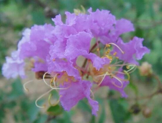 紫色薔薇花圖片，紫色薔薇花美麗傳說"