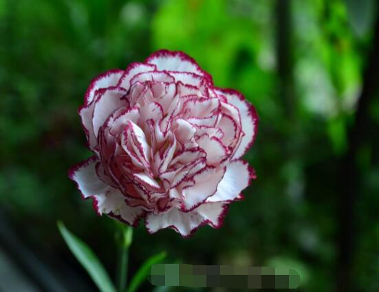 怎么讓康乃馨快速開花，教你五種花開爆盆最好方法"