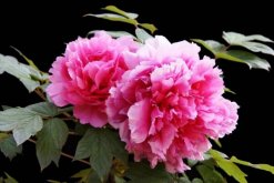 牡丹花象征著什么意義，美麗、富貴的象征"