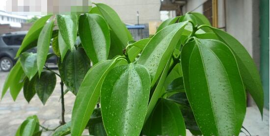 平安樹怎么澆水，平安樹澆水方法"