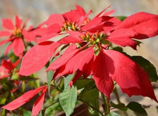 一品紅的花語是什么，普天同慶、共祝新生(圣誕之花)"