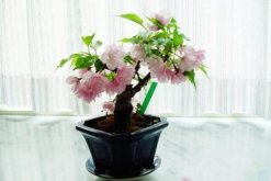 櫻花盆栽種植方法，每年的3-4月種植成活率最高"
