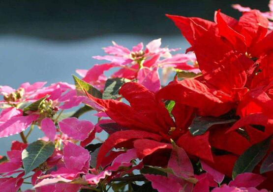 一品紅花，一品紅花圖片"