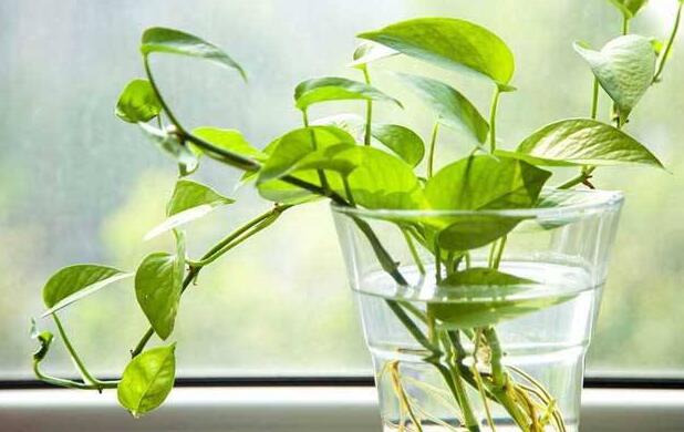 室內養殖綠蘿的作用及好處，裝飾環境又凈化空氣"