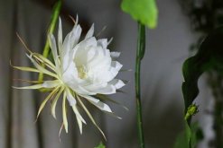 曇花的四季養護，一年四季不同的養護方法"
