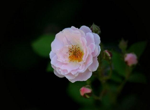 薔薇花適合東北種植嗎，適宜/但是要注意栽種的方法"