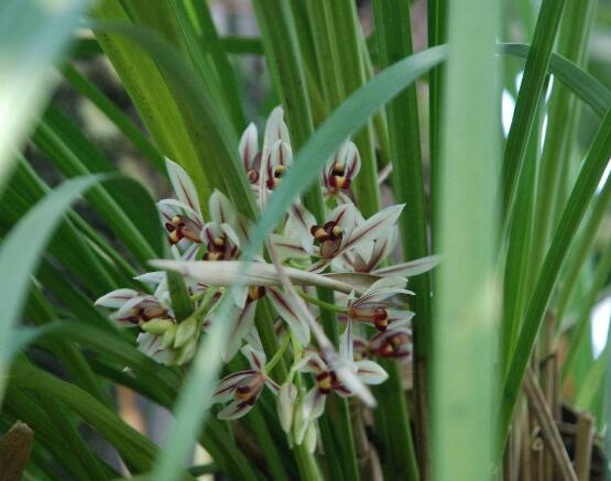 蘭花花期，不同品種不同開花期(一年開多次)"