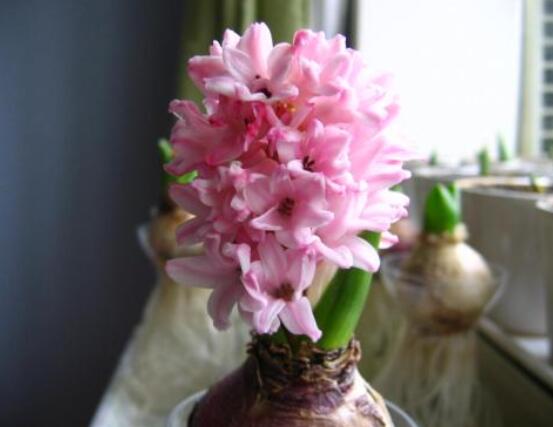 風信子好種嗎，做好這五點就能生根發芽(存活率高)"