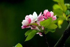 海棠花開的季節，春夏兩季開放（2個月花期）"