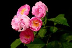 薔薇花剪枝可以插活么，可以插活不過要掌握方法"