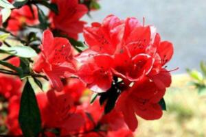 杜鵑花有哪些常見品種，杜鵑花品種圖片大全"