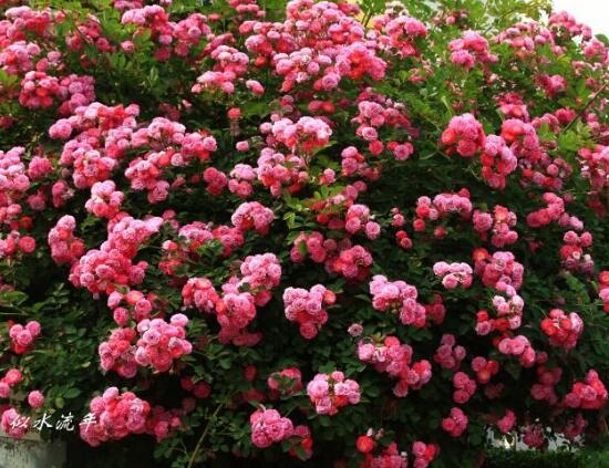 薇花怎么吃，薔薇花五大最常見吃法"