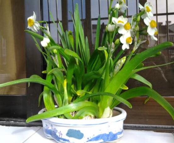仙花的栽培技術(shù)，擇八厘米以上鱗莖/疏松透氣土壤與紫砂盆"