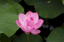 荷花的象征意義，象征著高雅、品德高尚"