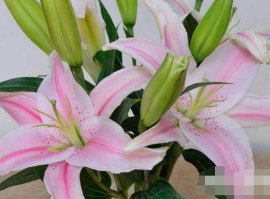 香水百合種植技術，土壤種球消毒/種入土深8-10厘米"