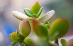 燕子掌植物怎么養，適宜的土壤和水份最關鍵"