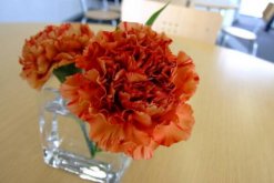 康乃馨插花養護保鮮技巧，延長花期的5大技巧"