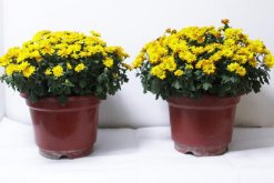 菊花葉子發黃怎么辦，分析原因并及時處理"