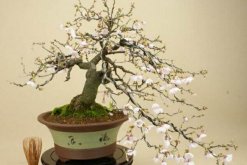 櫻花不開花的原因有哪些，4種原因導致櫻花不開"