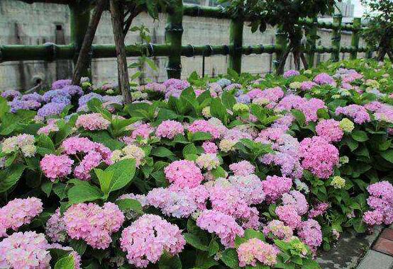 繡球花怎么過冬，教你四點養殖技巧便安然過冬"