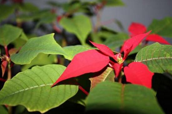 怎樣讓一品紅長不高，一品紅長不高方法"