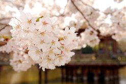 櫻花樹栽培技術，春秋季節栽培成活率最高"