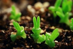 碧光環種子怎么種，分享碧光環的播種經驗"