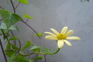 常春藤會開花嗎，常春藤什么時候開花"